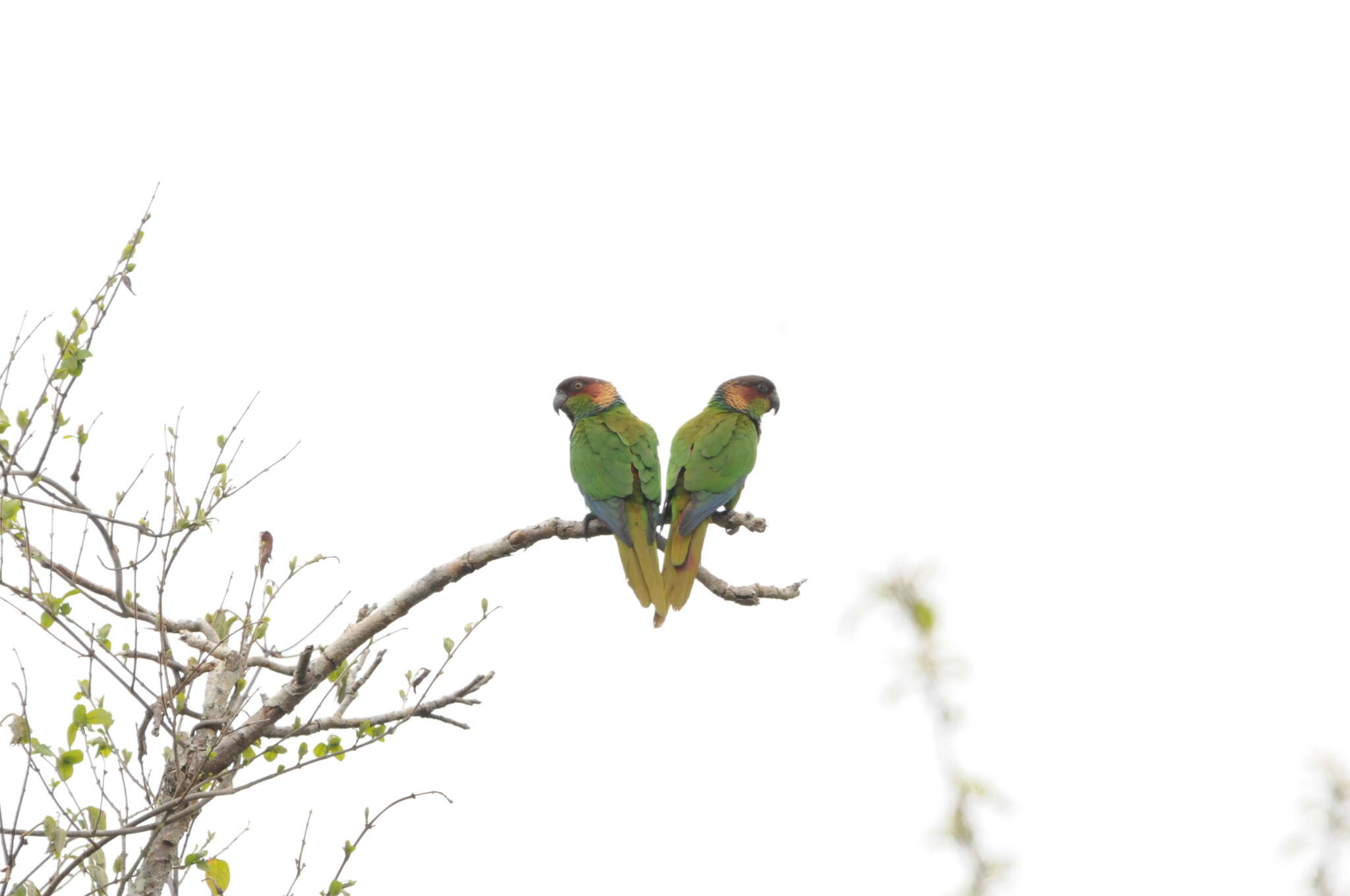 Image of Blue-throated Parakeet