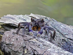 Image of Episesarma versicolor (Tweedie 1940)