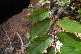 Image of Carolina False Buckthorn