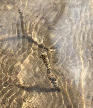 Image of sandmason worm or sand mason worm