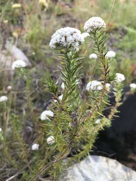Image of Beautiful Blombush