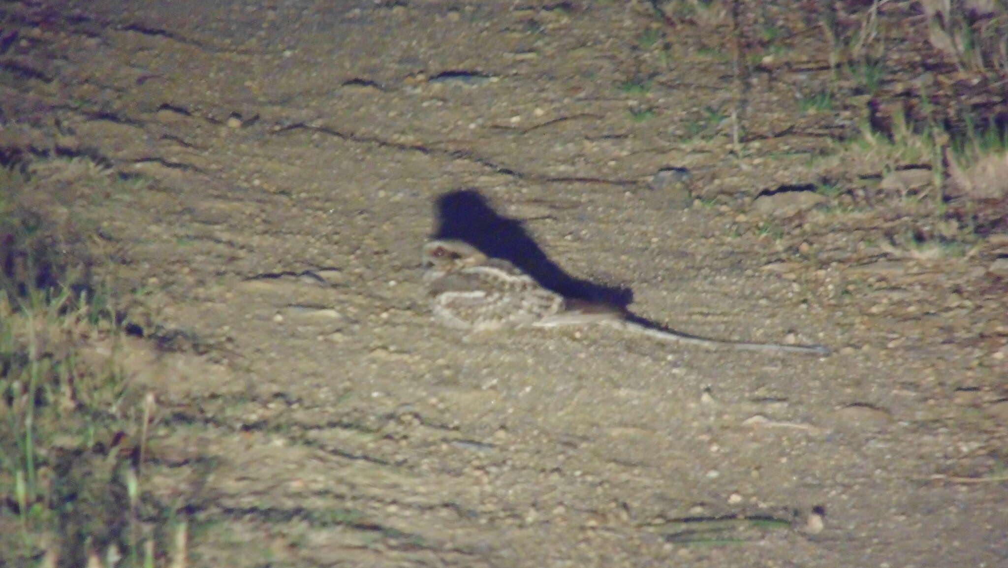 Image of Scissor-tailed Nightjar