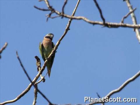 Image of Moustached Parakeet