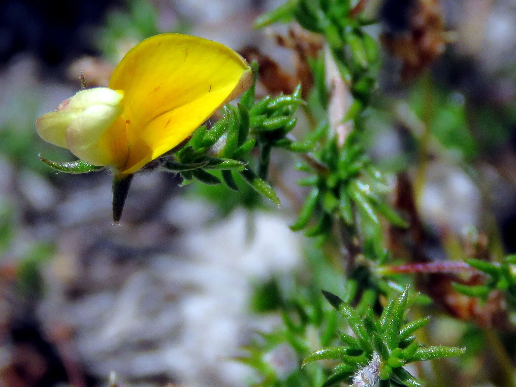 Image of Aspalathus retroflexa subsp. retroflexa