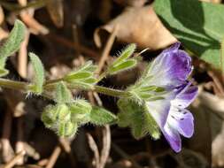 Phacelia davidsonii A. Gray resmi