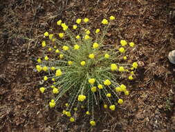 Image of Achillea falcata L.