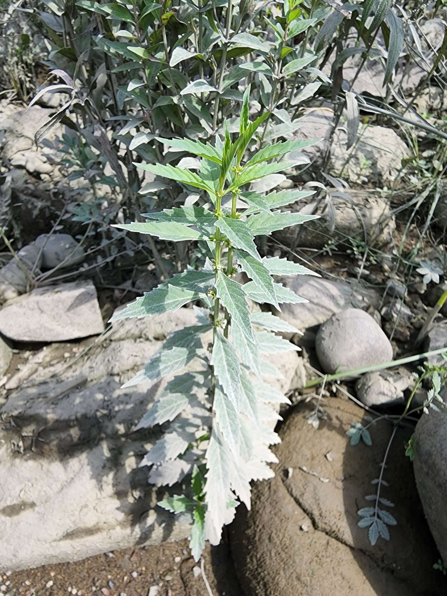 Image of St. Lawrence waterhorehound