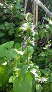 Image of Purple ribbon bush