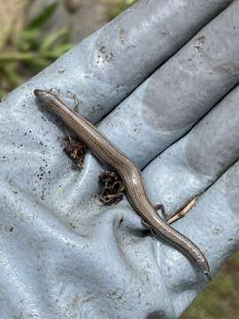 Image of Two-toed Earless Skink