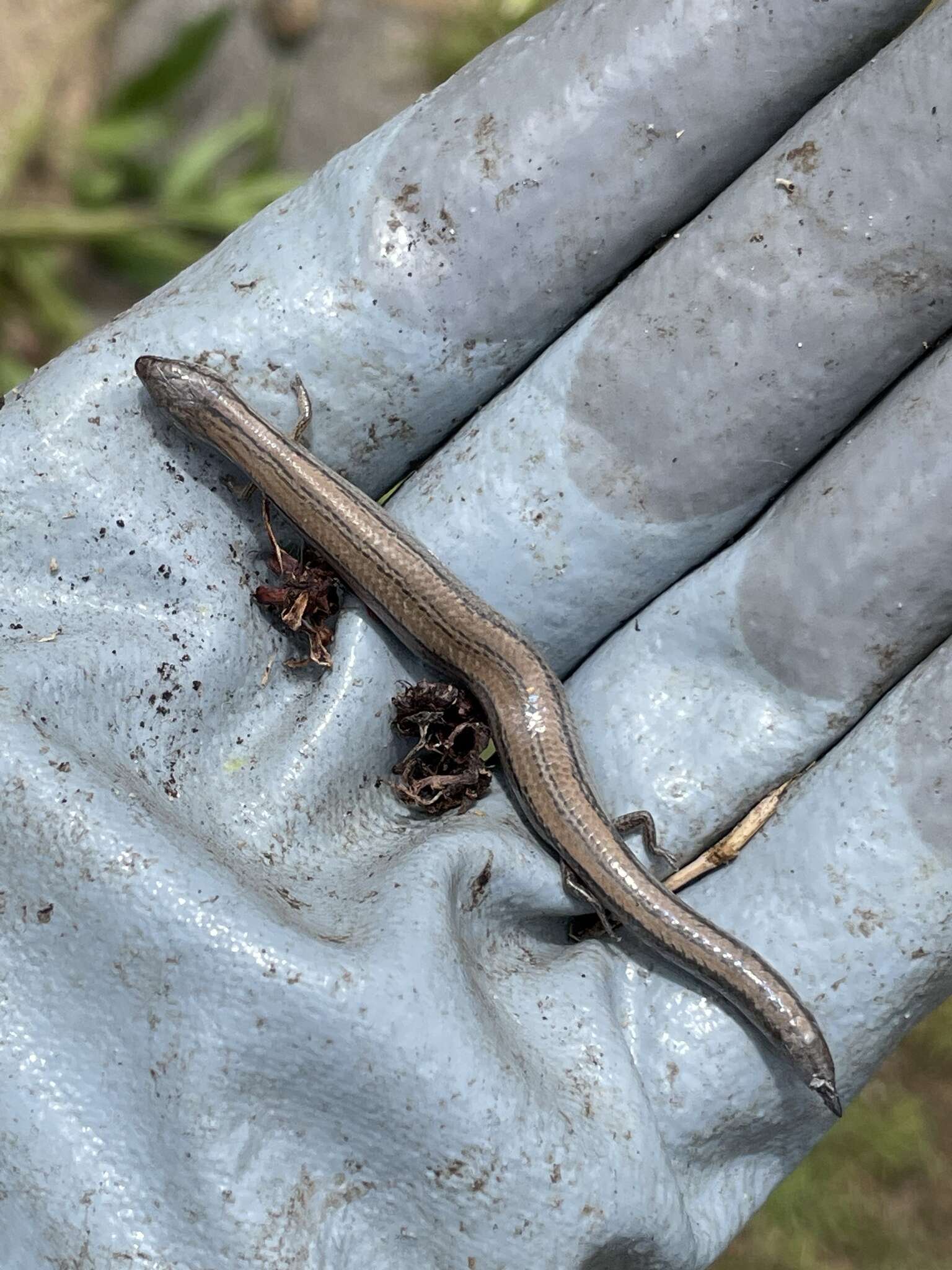 Image of Two-toed Earless Skink