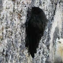 Image of Cave Swiftlet