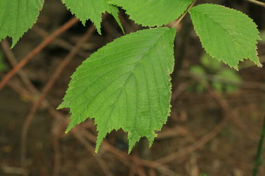 Image of Ulmus laciniata (Trautv.) Mayr