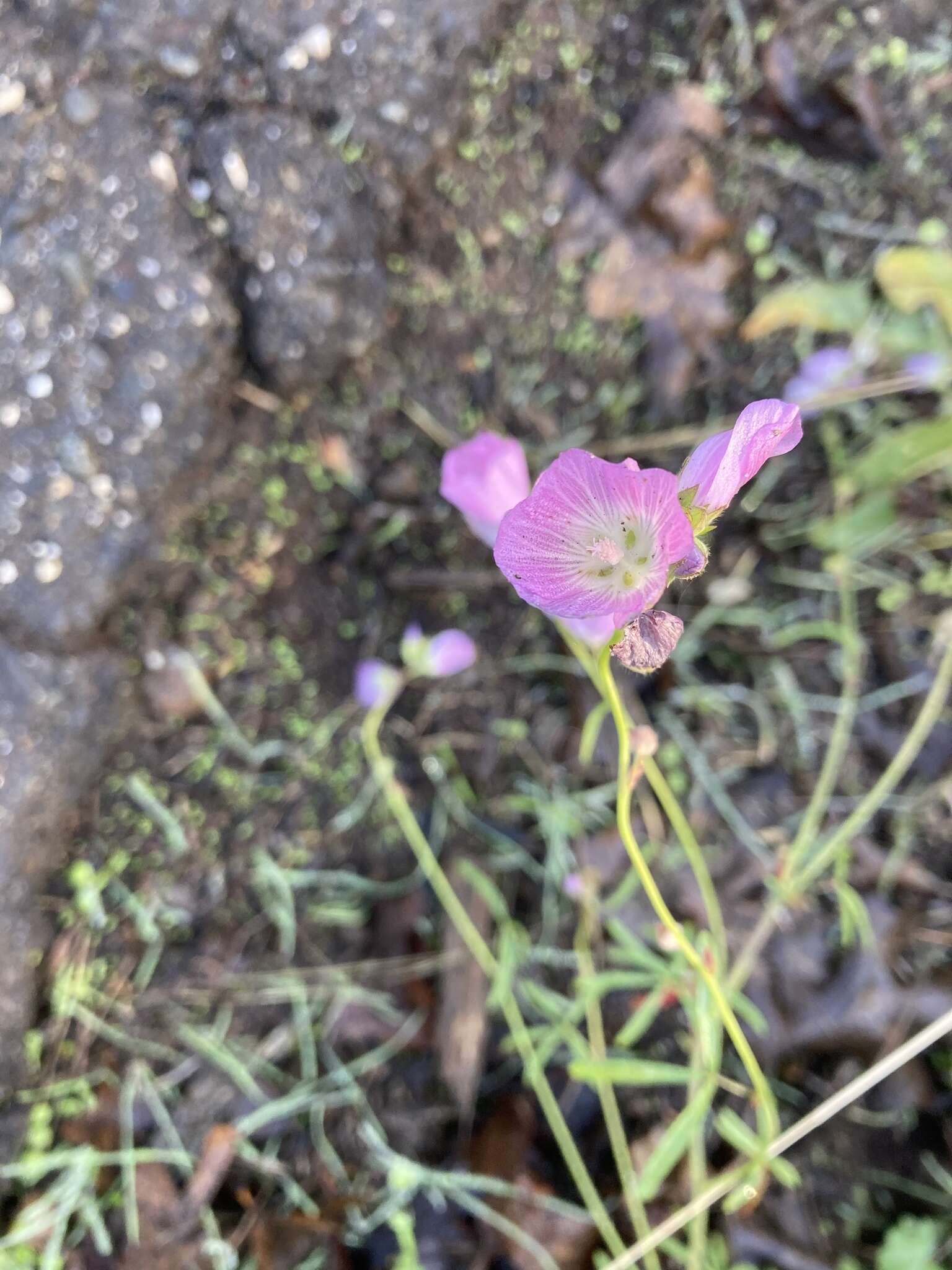 Image of annual checkerbloom