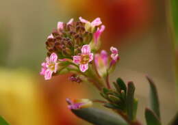 Image of Burnt Candytuft