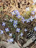 Image of thymeleaf bluet