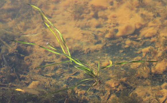 Image of Vallisneria spiralis L.