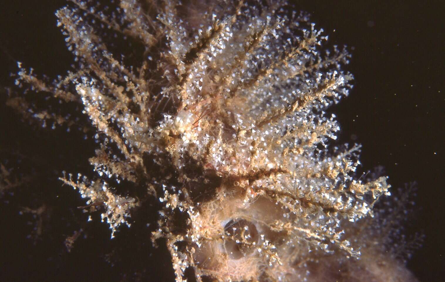 Image of Hydrodendron australe (Bale 1919)
