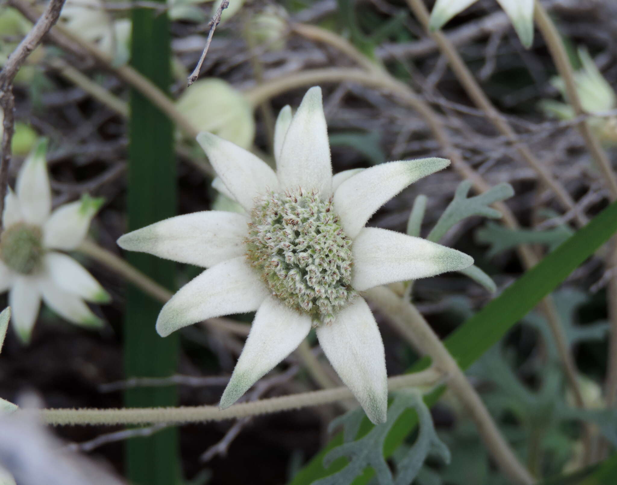 Imagem de Actinotus helianthi Labill.