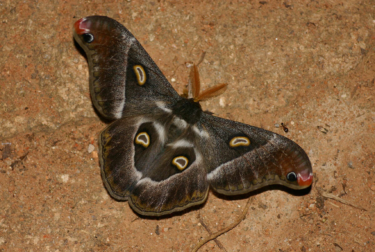 Image of Epiphora oberprieleri Bouyer 2008