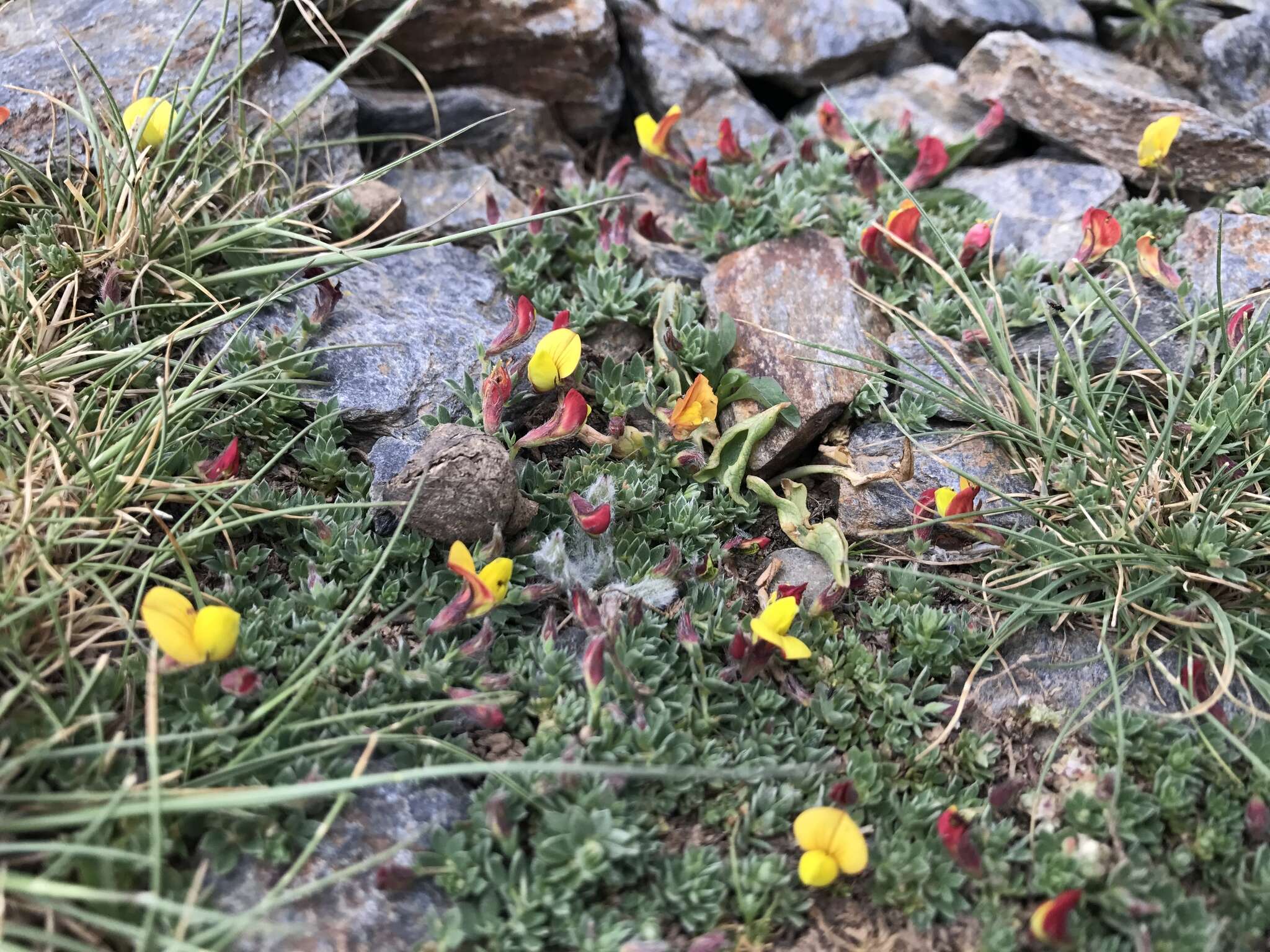 Image of Lotus corniculatus subsp. glacialis