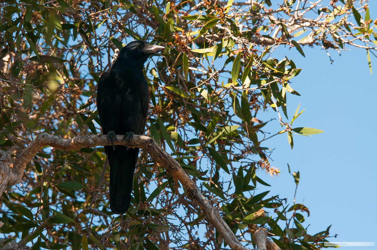 Image of New Caledonian Crow