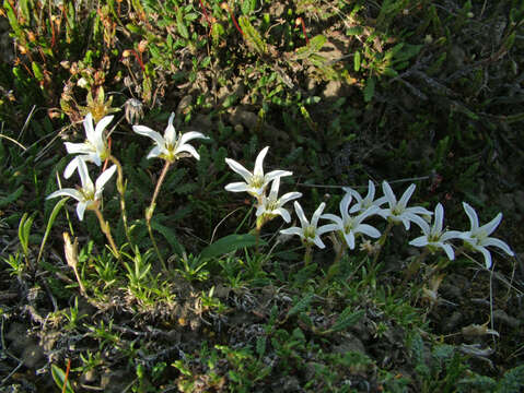 Image of longpod stitchwort