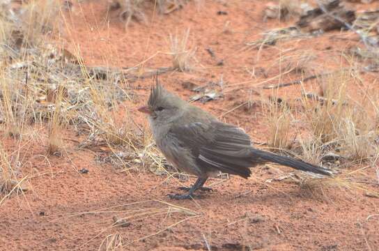 Image of Chirruping Wedgebill