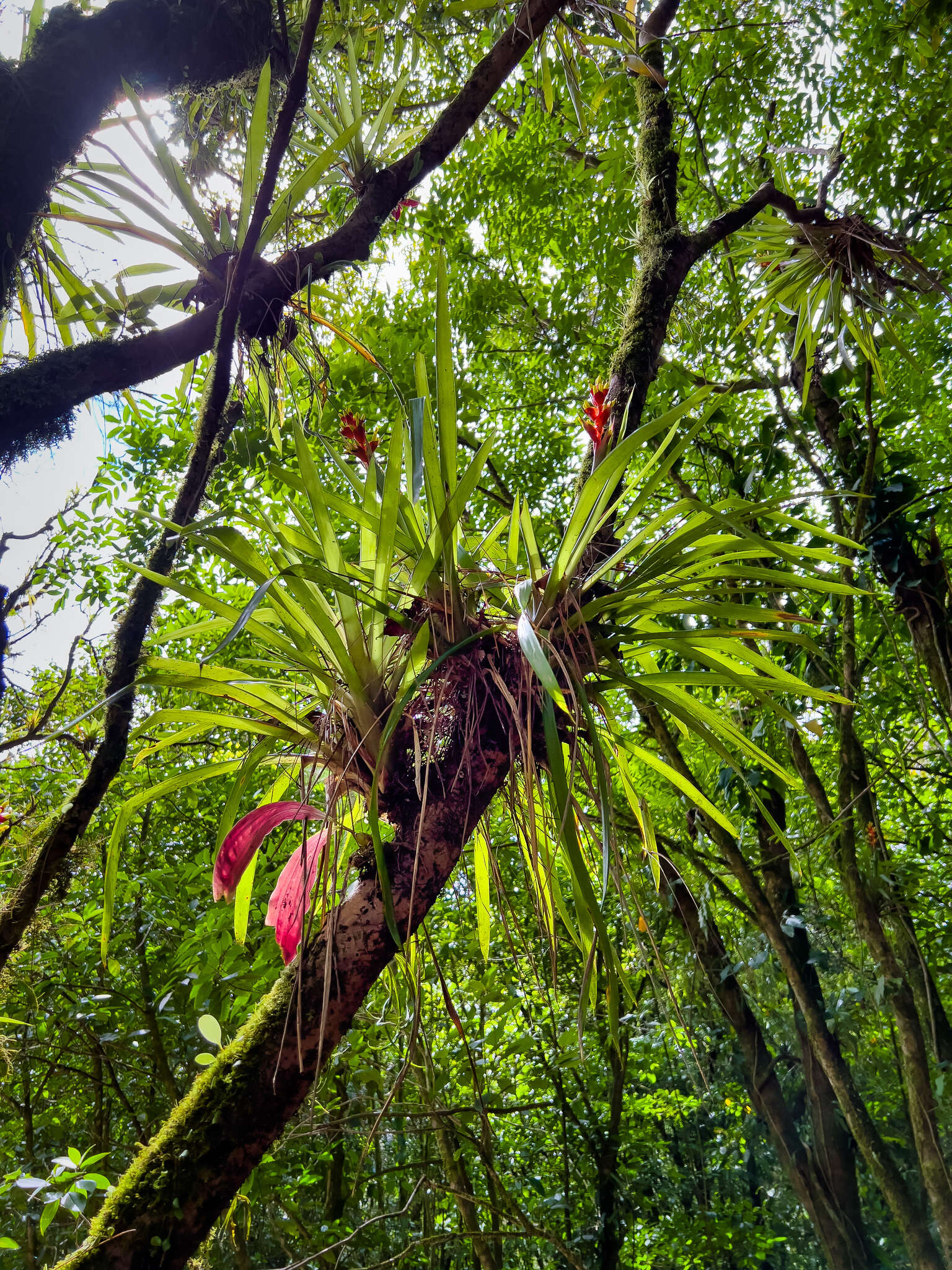 Image of Guzmania donnellsmithii Mez ex Donn. Sm.