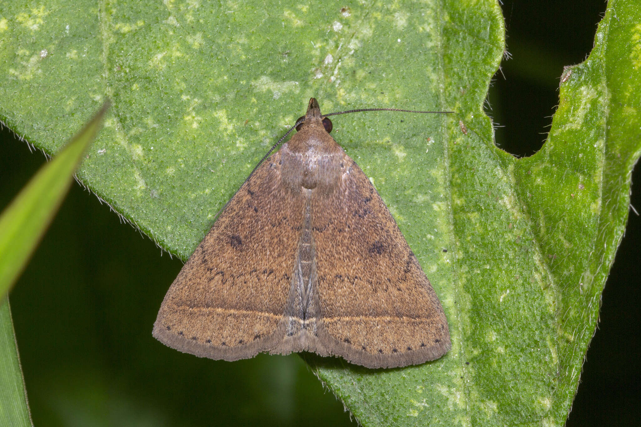 Image of Simplicia discosticta Hampson 1912