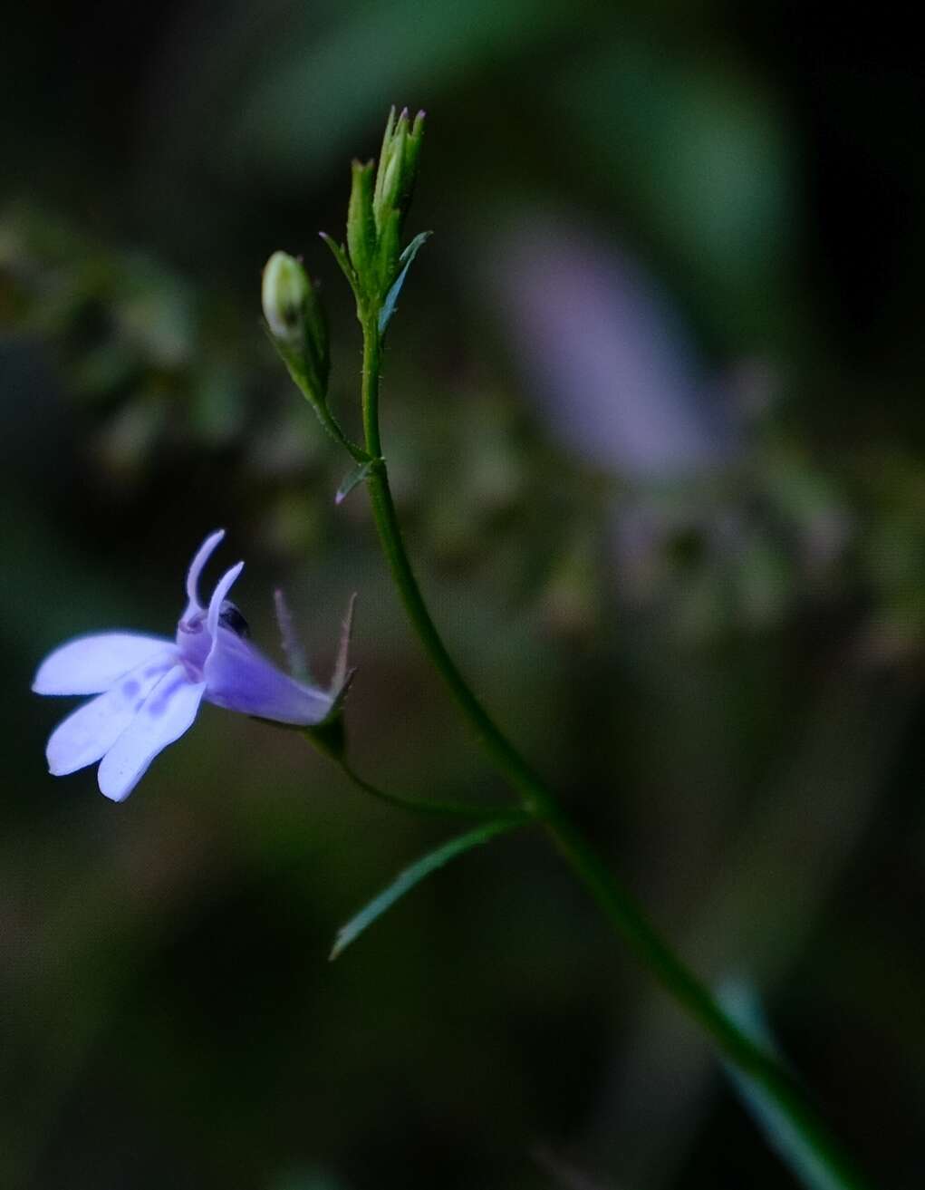 Image of Lobelia flaccida (C. Presl) A. DC.