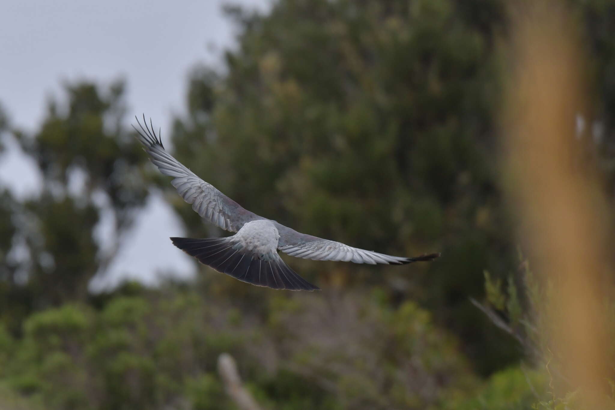 Image of Chatham Island pigeon