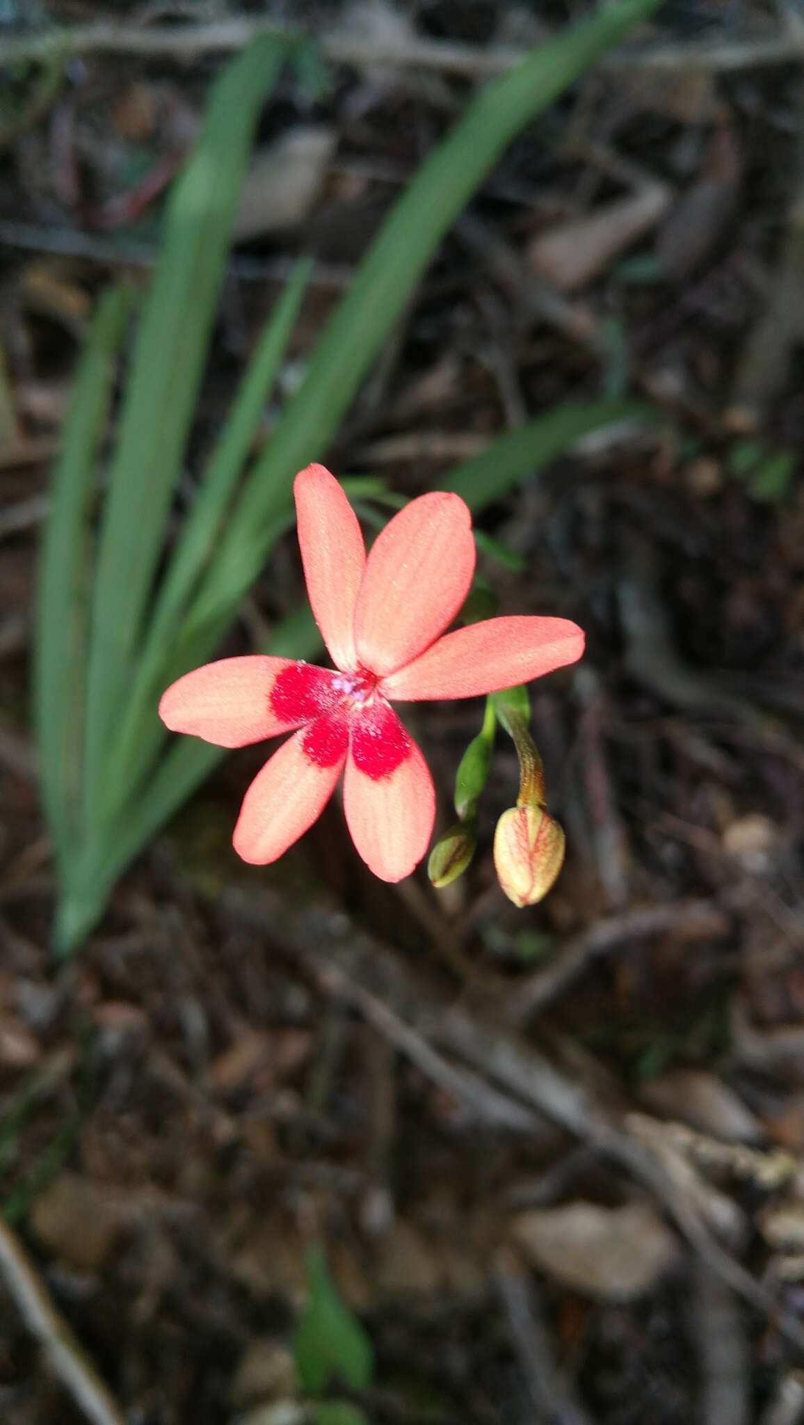 Freesia laxa subsp. laxa resmi