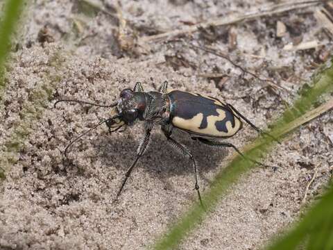 Image of Big Sand Tiger Beetle