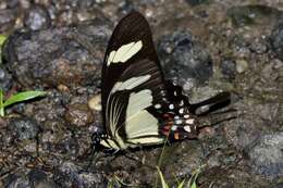 Sivun Papilio torquatus Cramer (1777) kuva