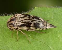 Image de Tomoxia lineella Le Conte 1862