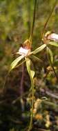 Image of Northern darting spider orchid