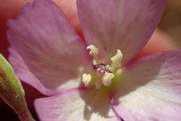 Image of chaparral clarkia