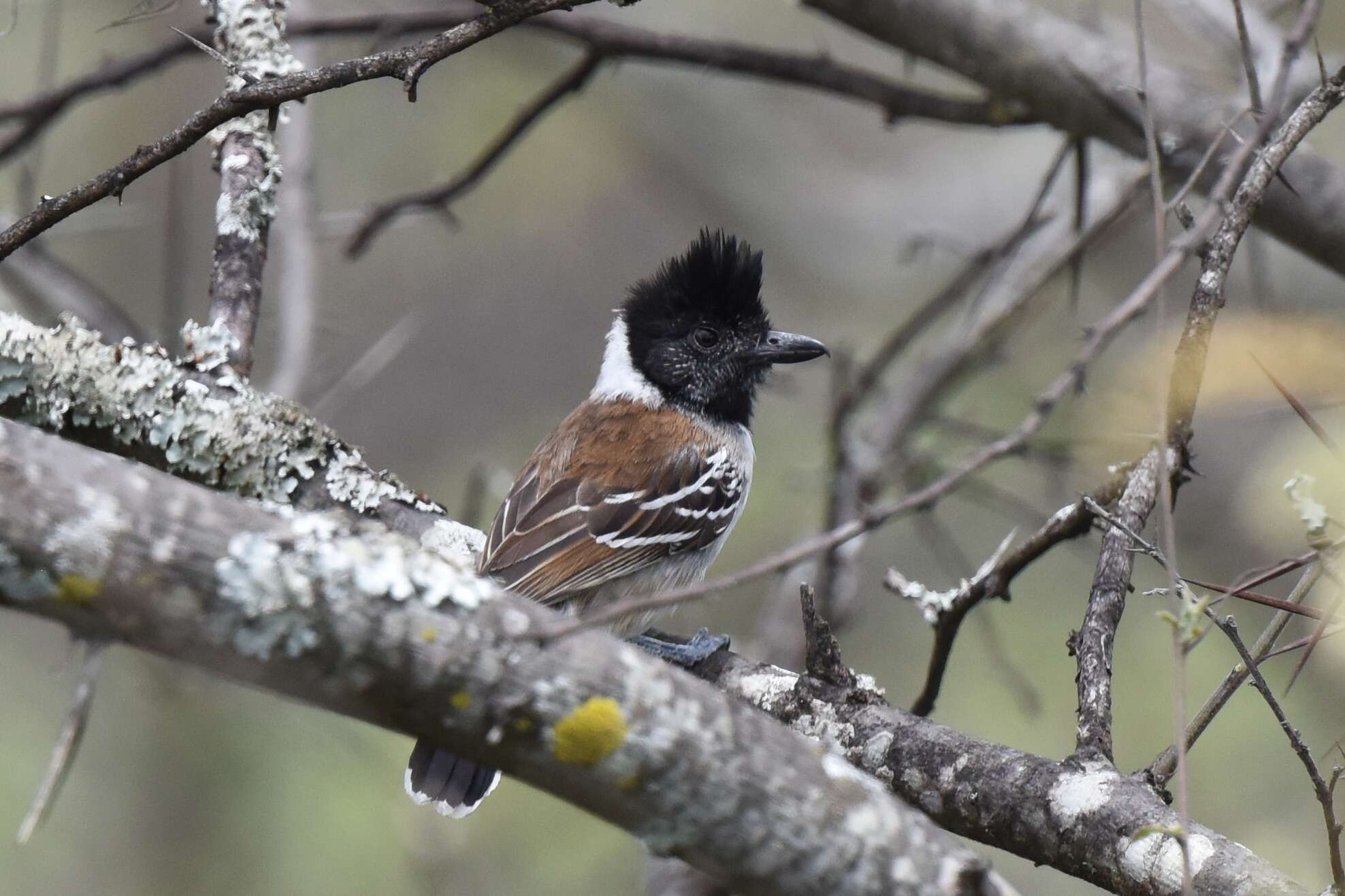 Image of Collared Antshrike