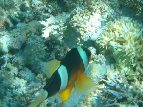 Image of Thin Birdsnest Coral