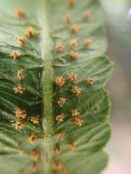 Image of Alsophila podophylla Hook.