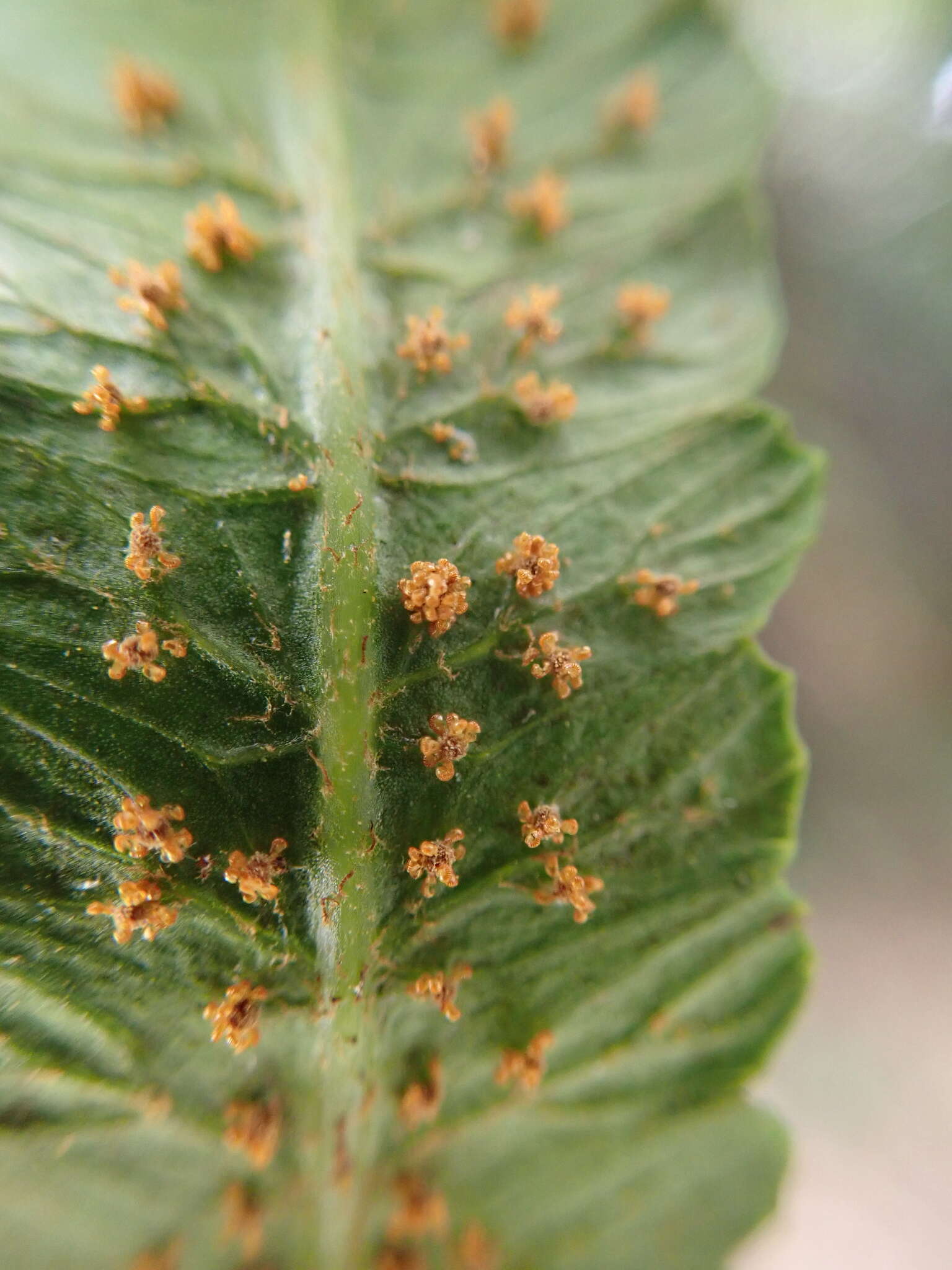 Imagem de Alsophila podophylla Hook.