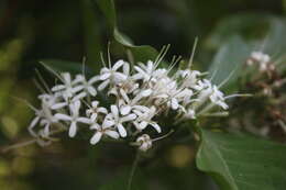 صورة Pavetta indica L.