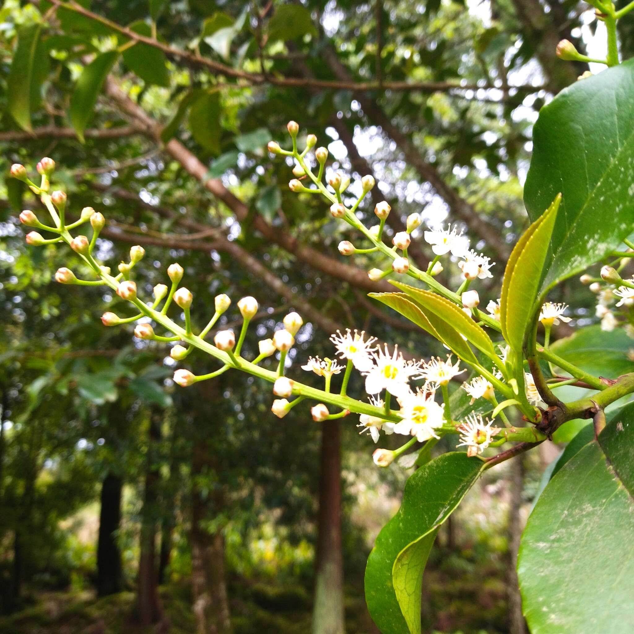 Image of Azores laurel cherry