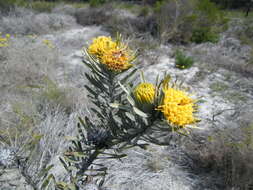 Image de Leucospermum tomentosum (Thunb.) R. Br.