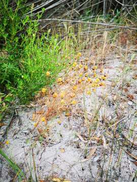 Image of Steirodiscus tagetes (L.) Schltr.