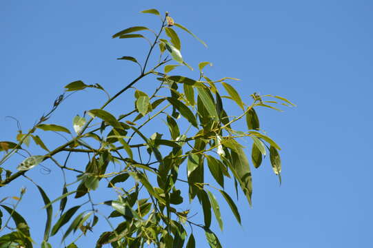 Image de Ocotea acutifolia (Nees) Mez