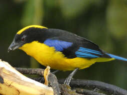 Image of Blue-winged Mountain Tanager