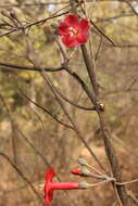 Image of Ipomoea conzattii Greenman