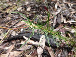 Cheiranthera linearis A. Cunn. resmi