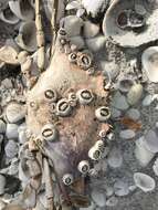 Image of chelonibiid barnacles